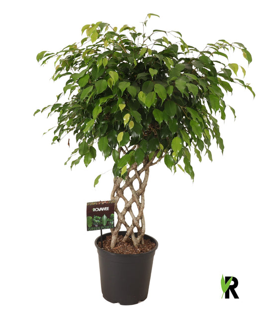 Ficus benj. Exotica 110cm 27cm Pot