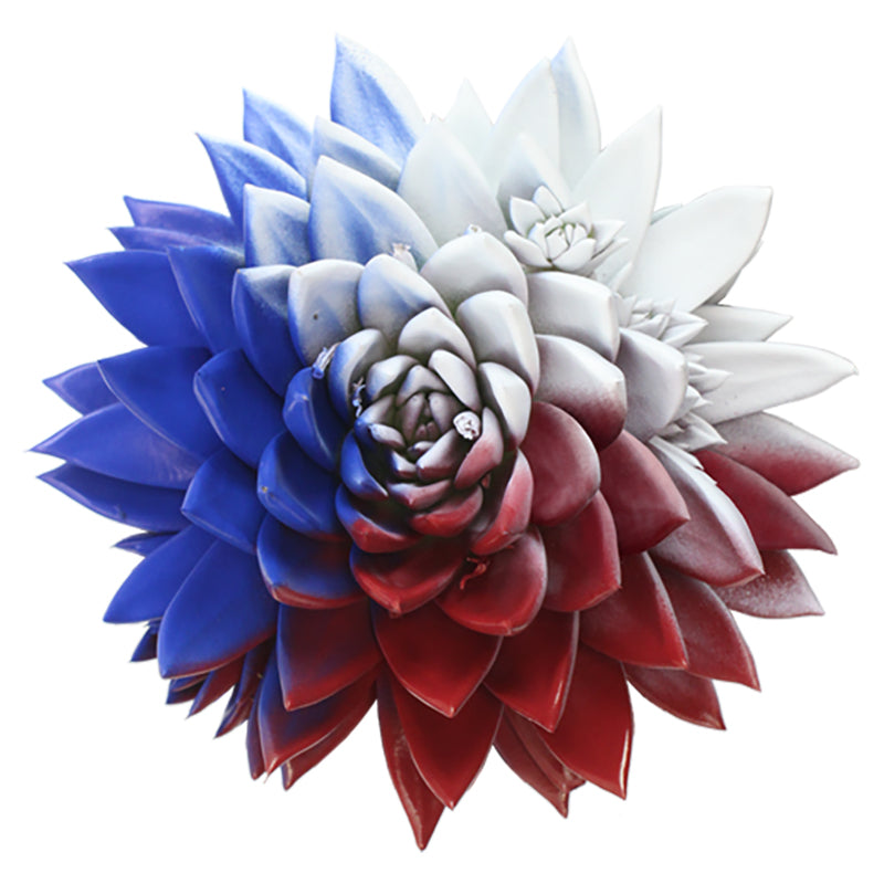 Miranda coloured flag Czech Republic 15cm 12cm Pot