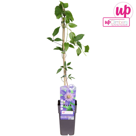 Clematis Multi Blue 65cm 15cm Pot