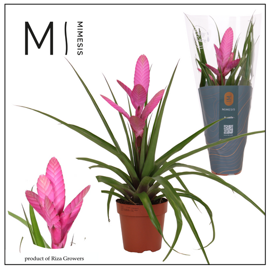 Tillandsia Antonio 38cm 12cm Pot