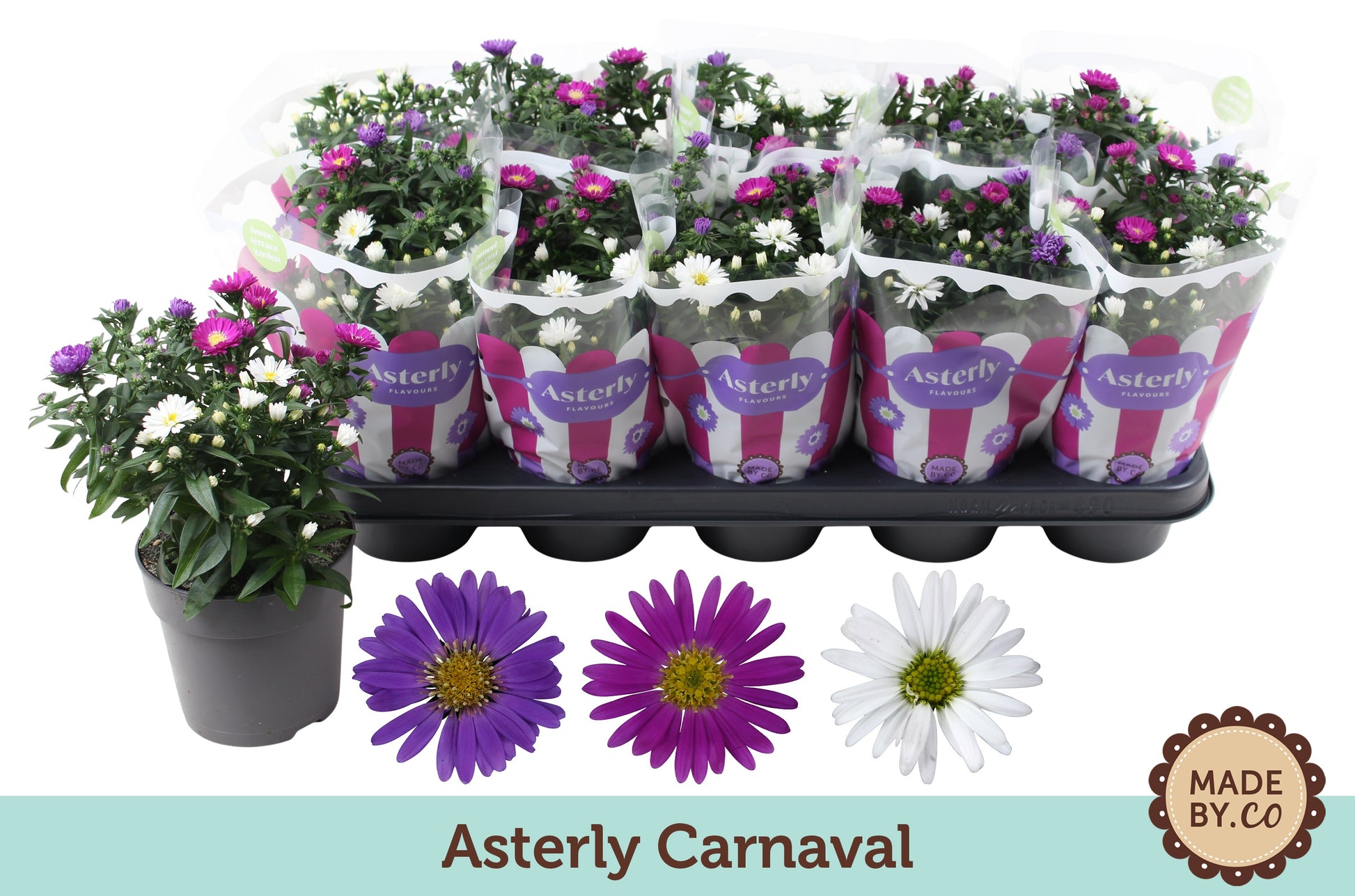 Aster carnaval 25cm 12cm Pot