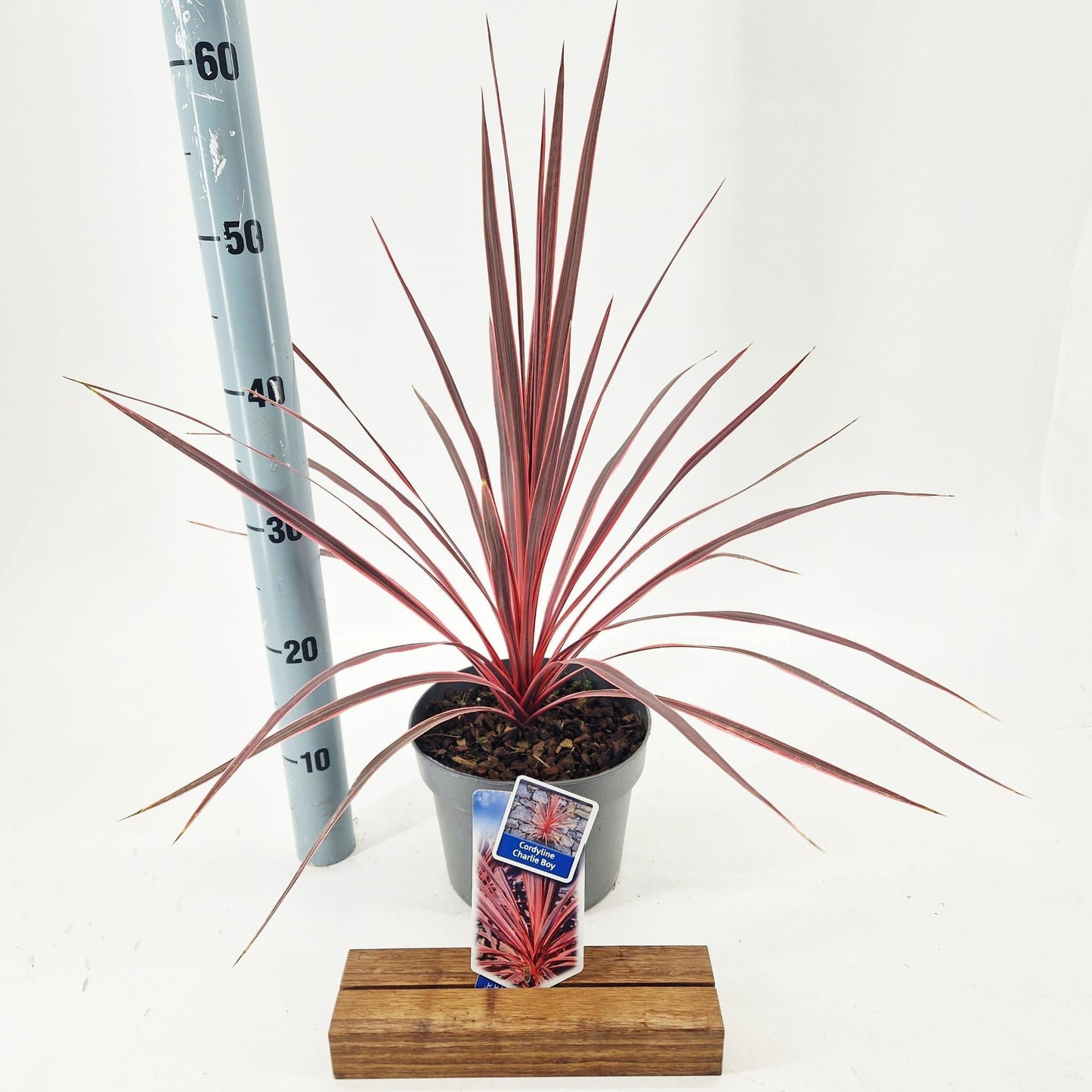 Cordyline 50cm 19cm Pot