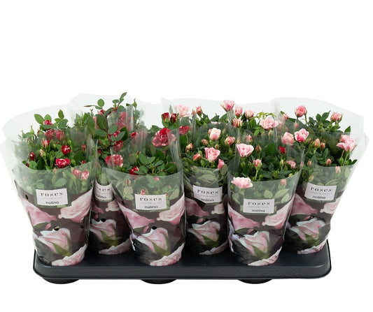 Roses Victory mix 28cm 10.5cm Pot