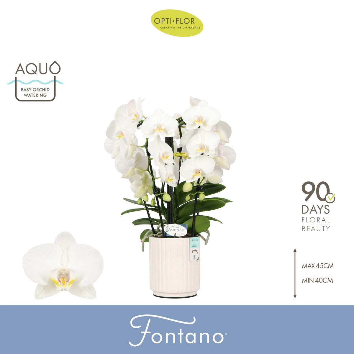 Phalaenopsis white 50cm 12cm Pot