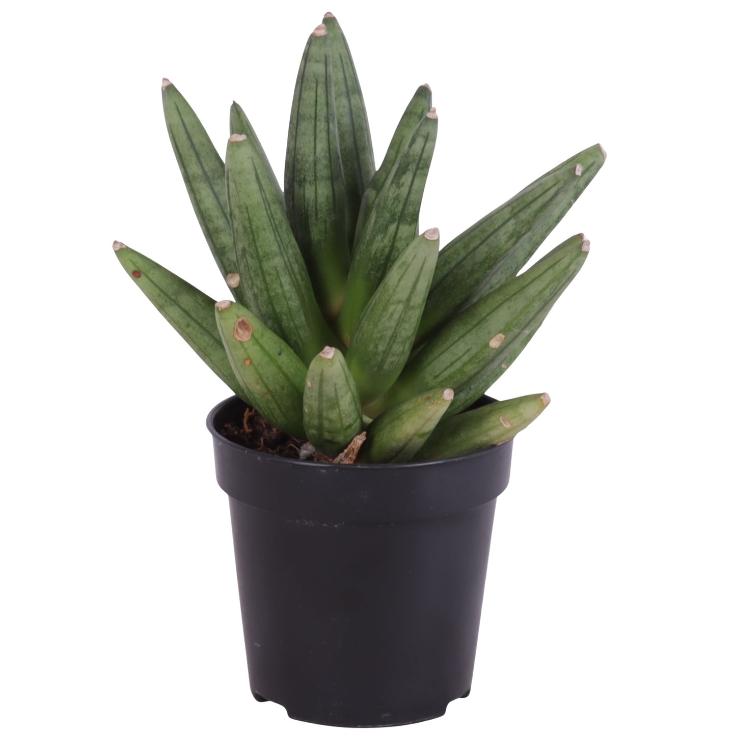 Sansevieria cylindrica 20cm 9cm Pot