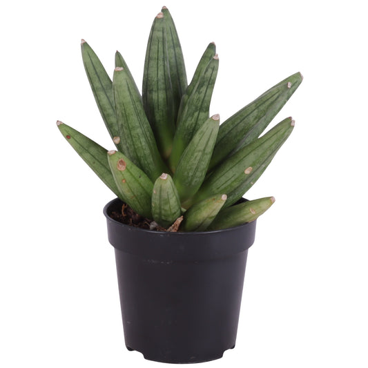 Sansevieria cylindrica 20cm 9cm Pot