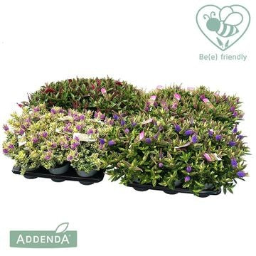 Hebe Addenda mix 35cm 15cm Pot