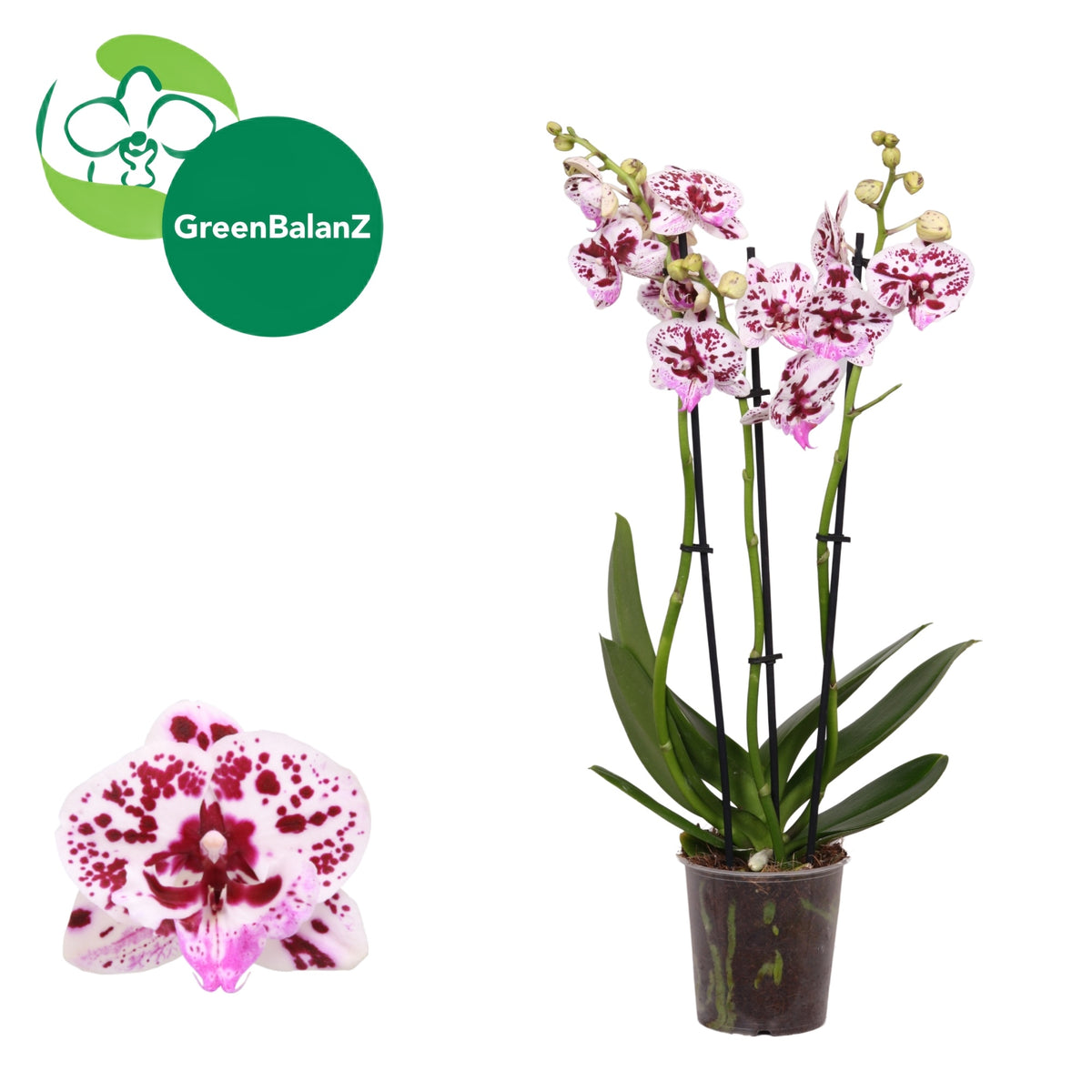 Phalaenopsis Speechless Elegance 55cm 12cm Pot