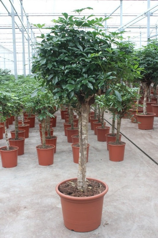 Schefflera Compacta 200cm 50cm Pot