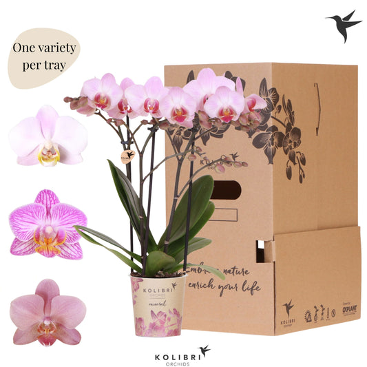 Phalaenopsis pink 40cm 9cm Pot
