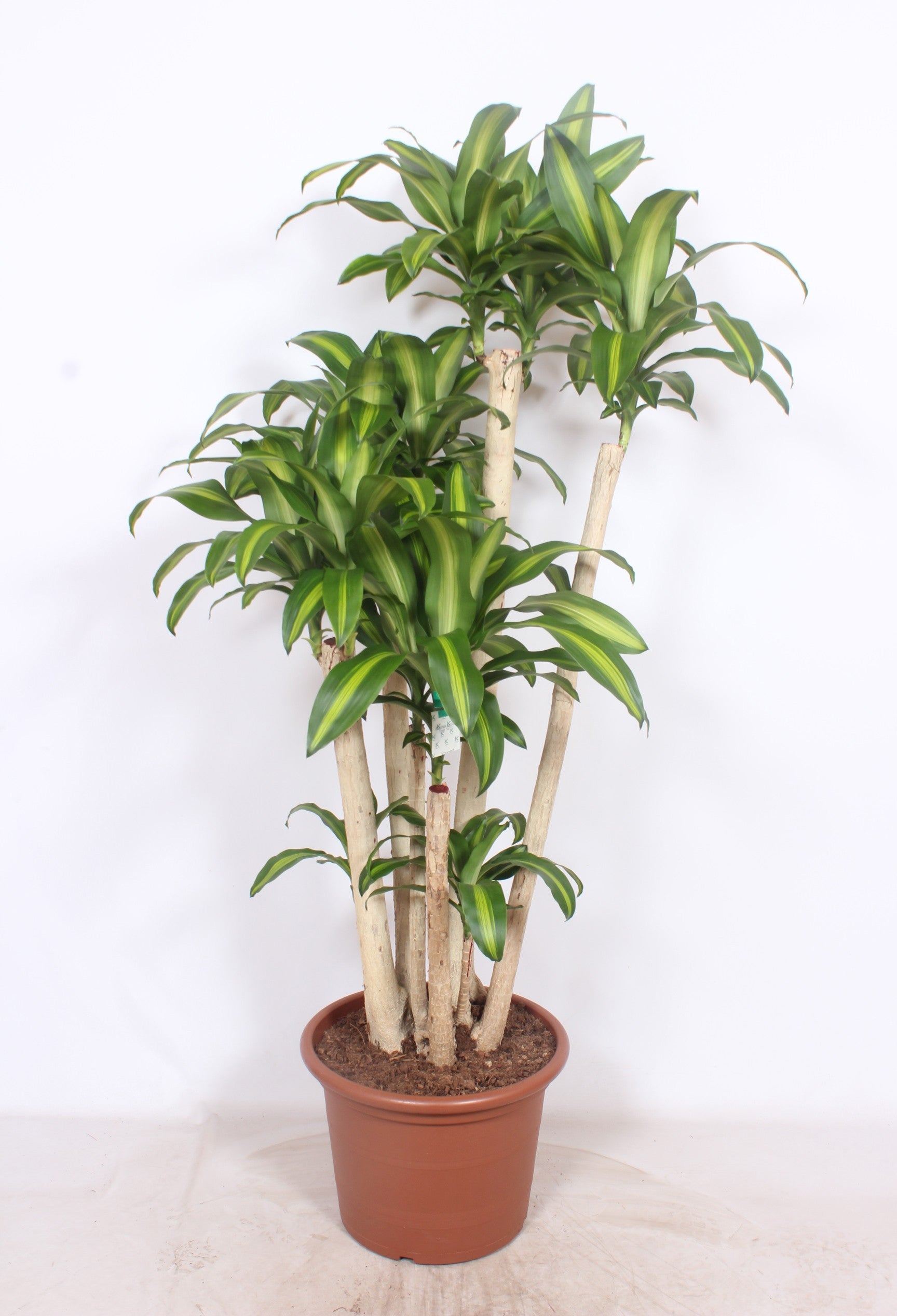 Dracaena frag. Massangeana 200cm 50cm Pot