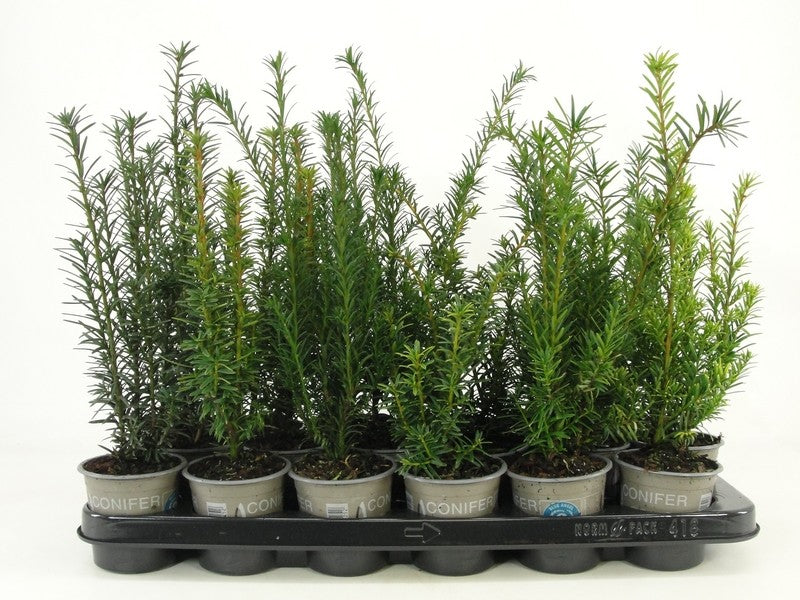 Taxus baccata 20cm 9cm Pot