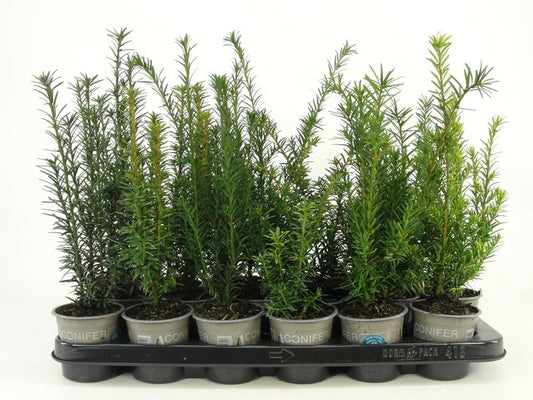 Taxus baccata 20cm 9cm Pot