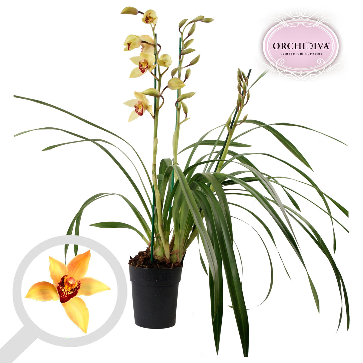 Cymbidium 70cm 14cm Pot