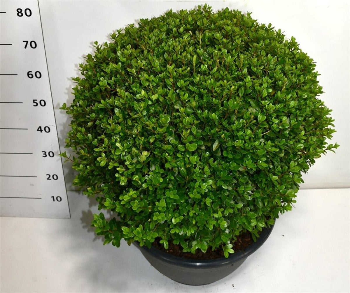Rhododendron mollis mix 90cm 40cm Pot