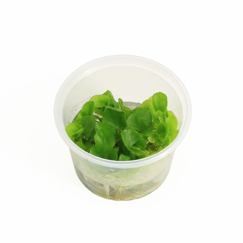 Aquarium plant mix 5cm 2cm Pot