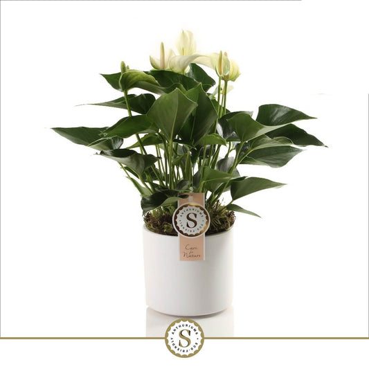 Anthurium White Champion 40cm 12cm Pot