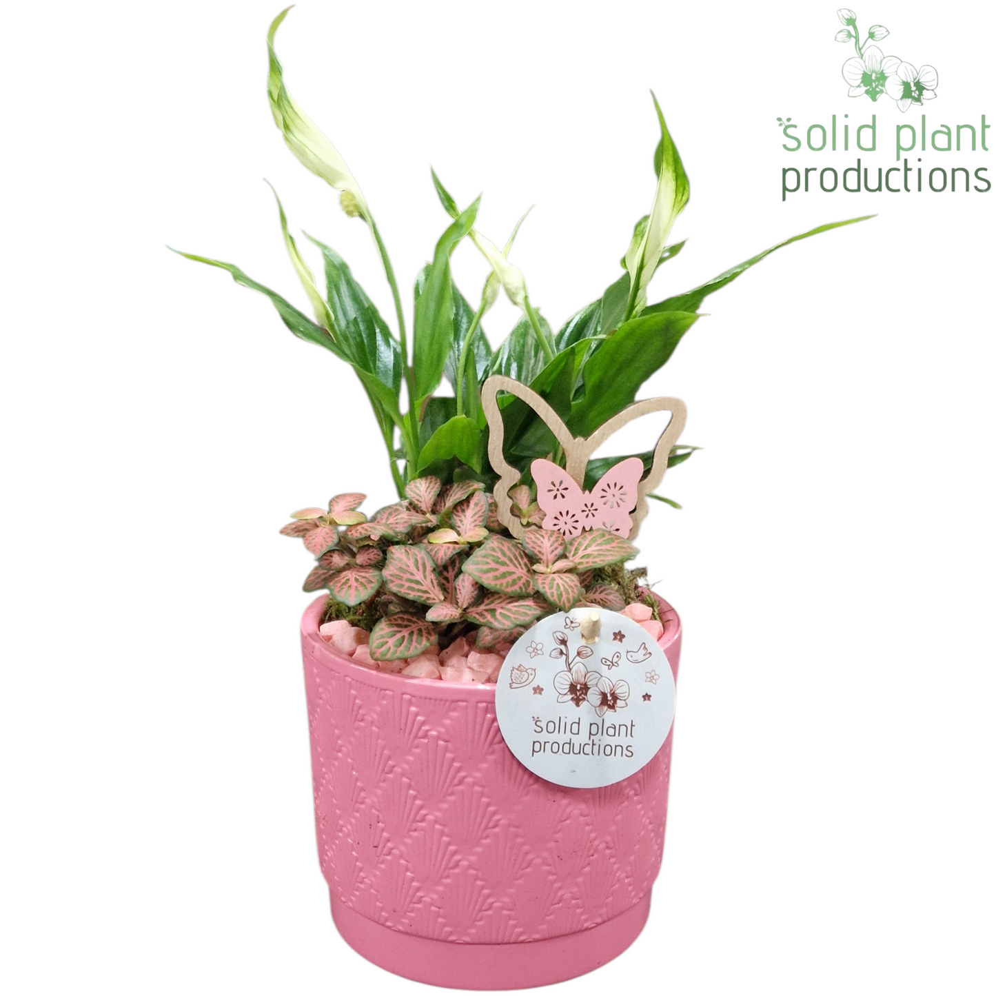 Spathiphyllum arrangement 35cm 12cm Pot