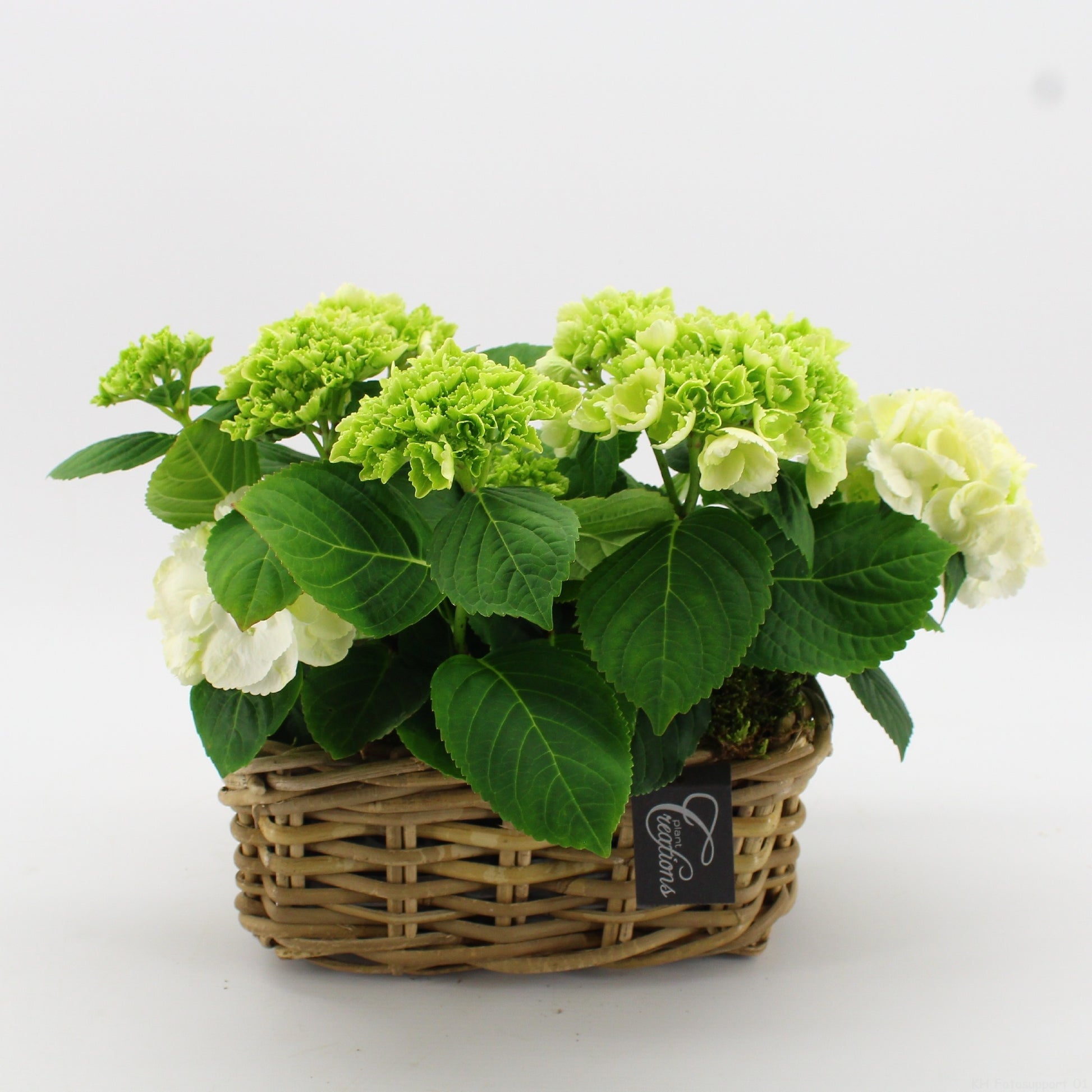 KHCR-2611W Hydrangea creations 30cm 27cm Pot