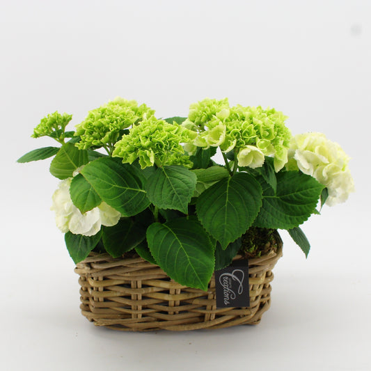 KHCR-2611W Hydrangea creations 30cm 27cm Pot