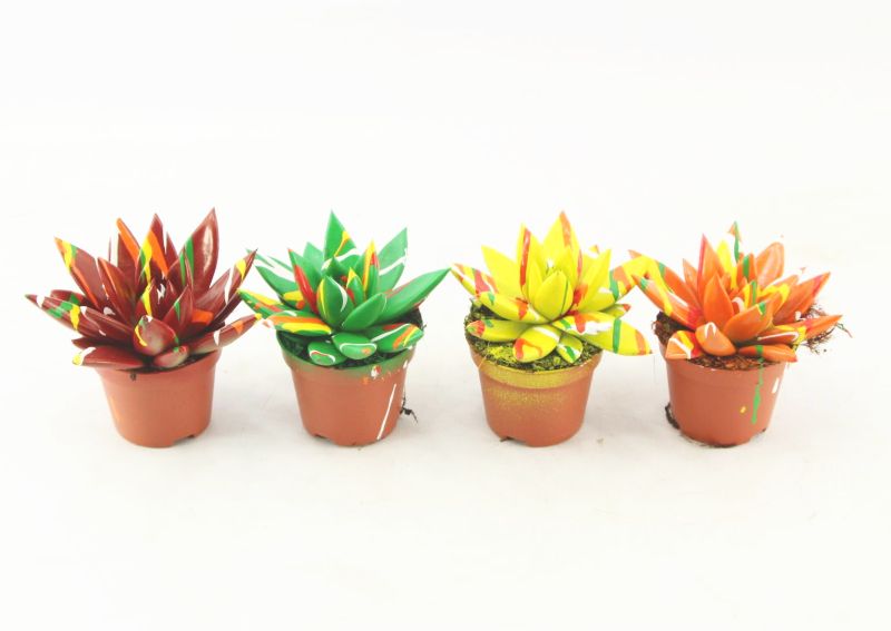 Echeveria colored Splash autumn mix 8cm 6cm Pot