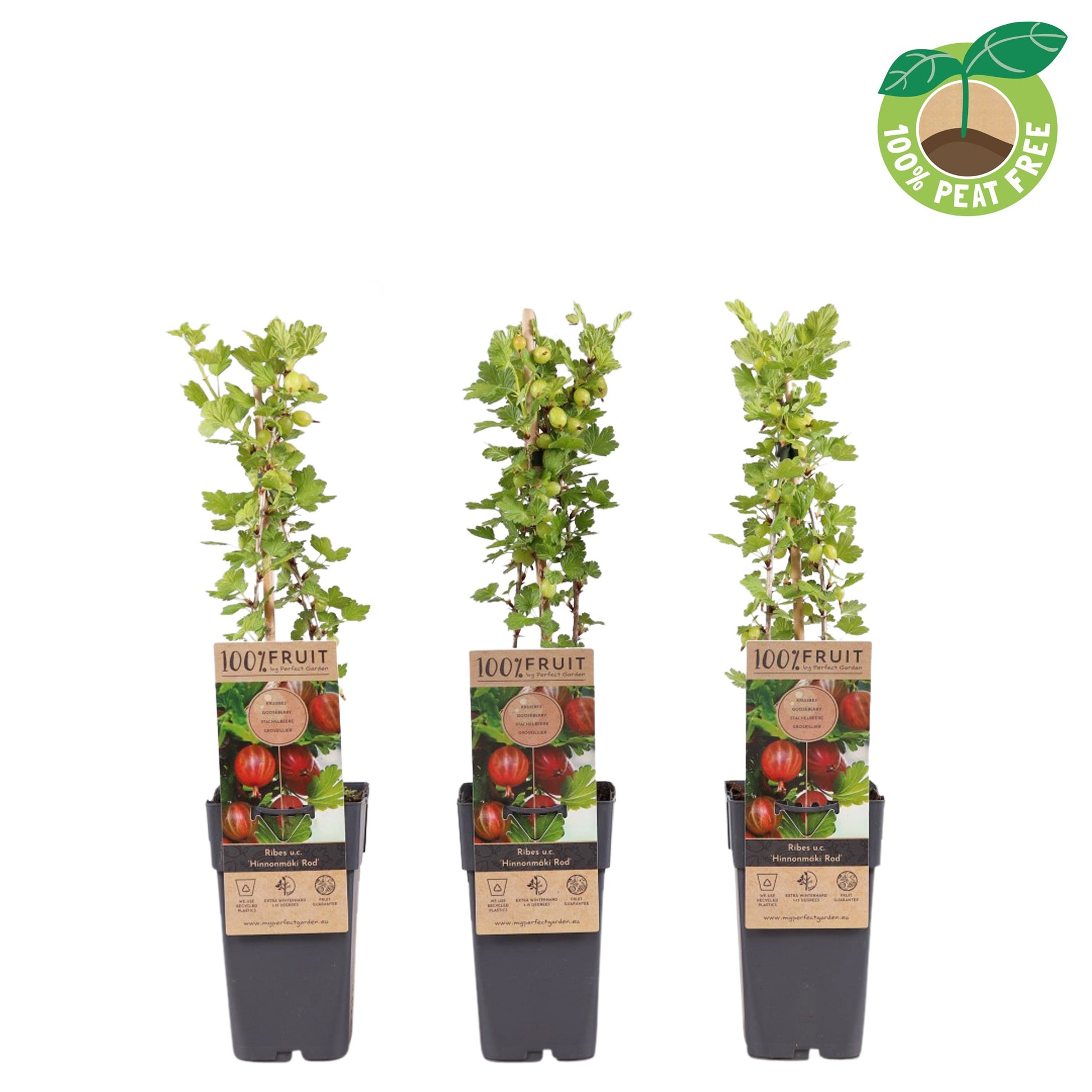 Streng Growers B.V. Ribes ("Gooseberry") Hinnonmaki Red Pack of 10