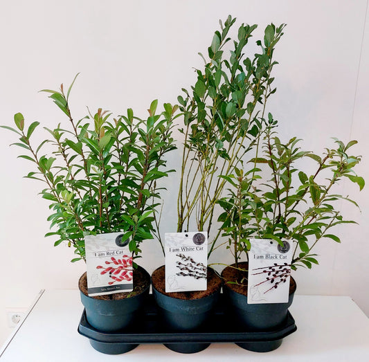 Salix alba mix 50cm 19cm Pot