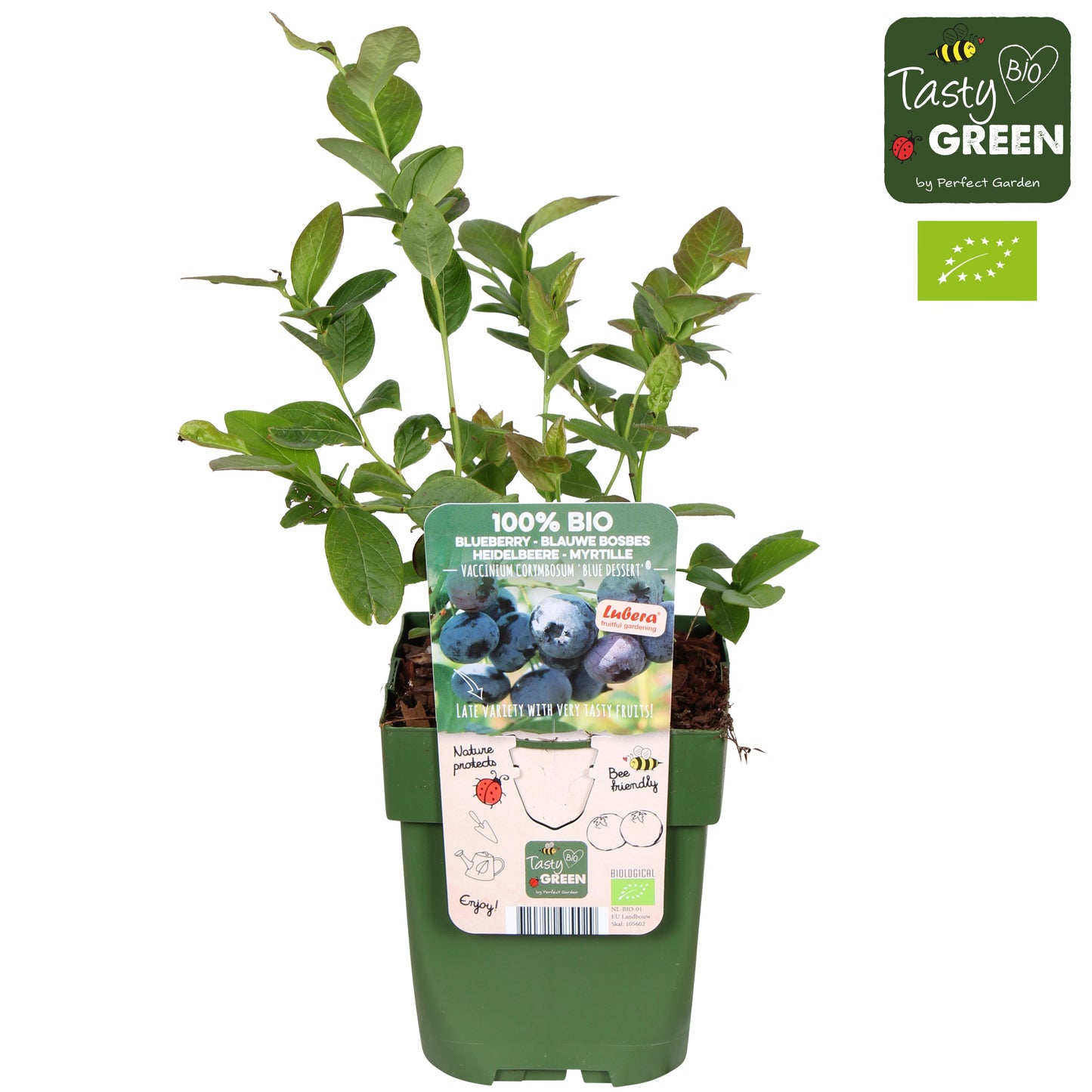 Vaccinium corymbosum ("Blueberry") 30cm 13cm Pot