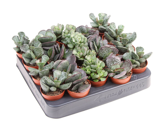 Adromischus mix 8cm 505cm Pot