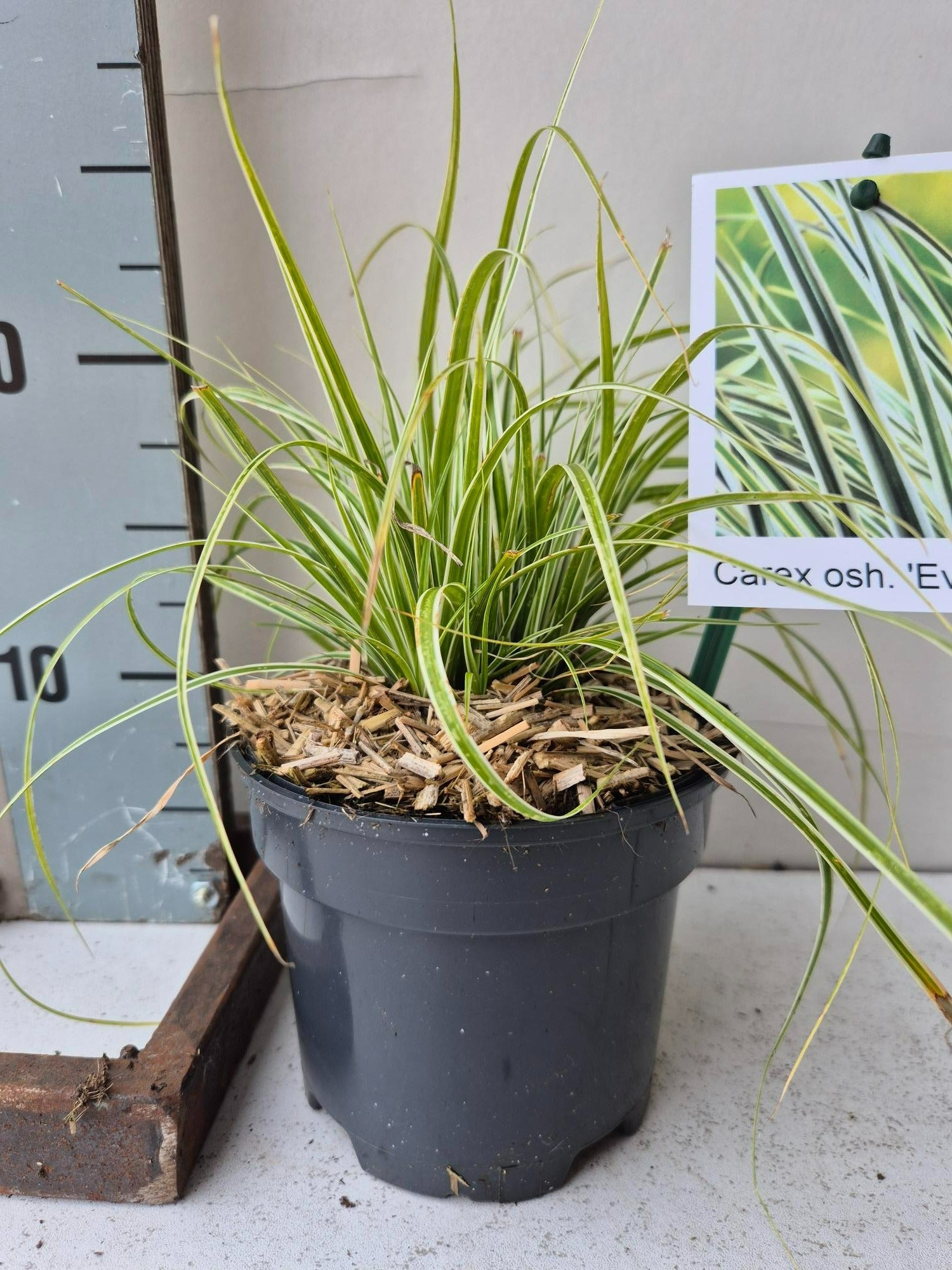 Roessel Tuinpl. VOF, B. v. Carex Everest Pack of 8