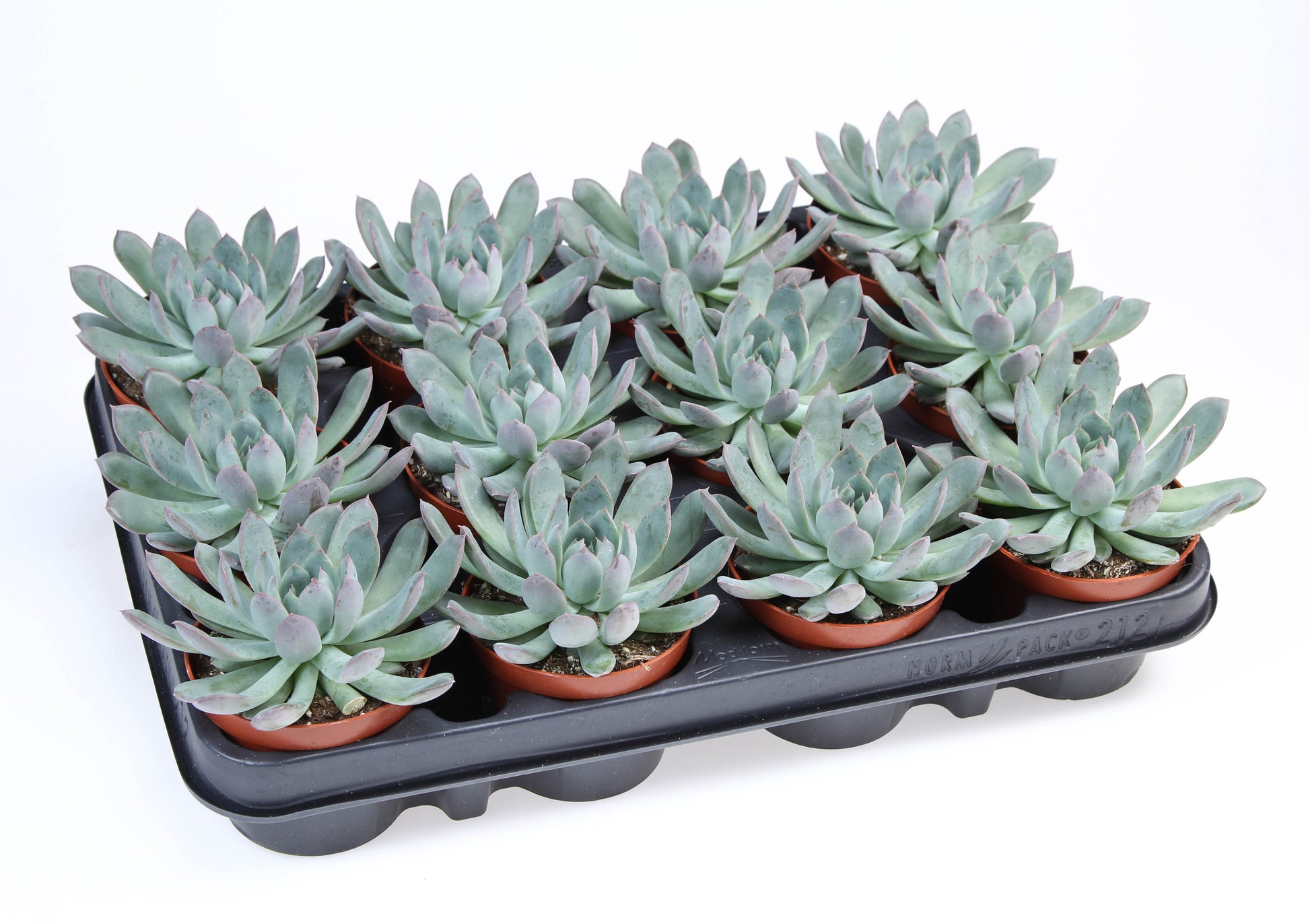 Echeveria pulidonis 10cm 8.5cm Pot