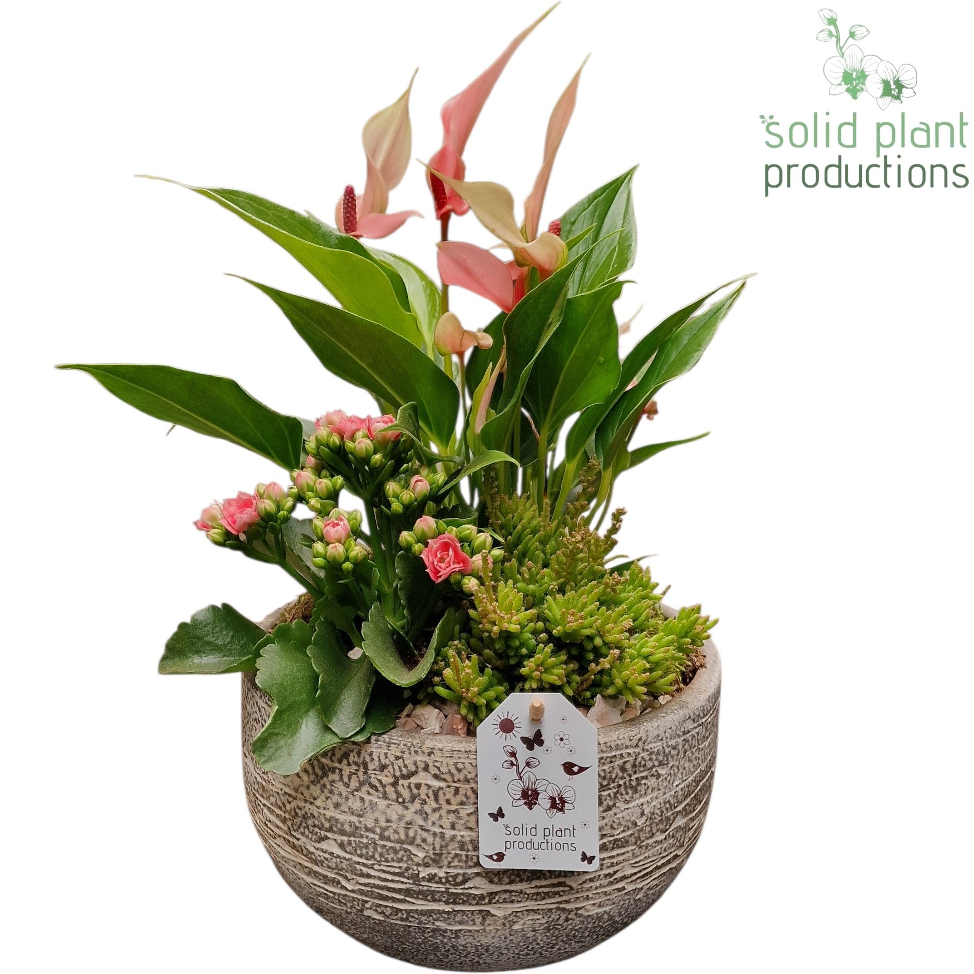 AT051 Dakota Small Pink Anthurium 40cm 21cm Pot