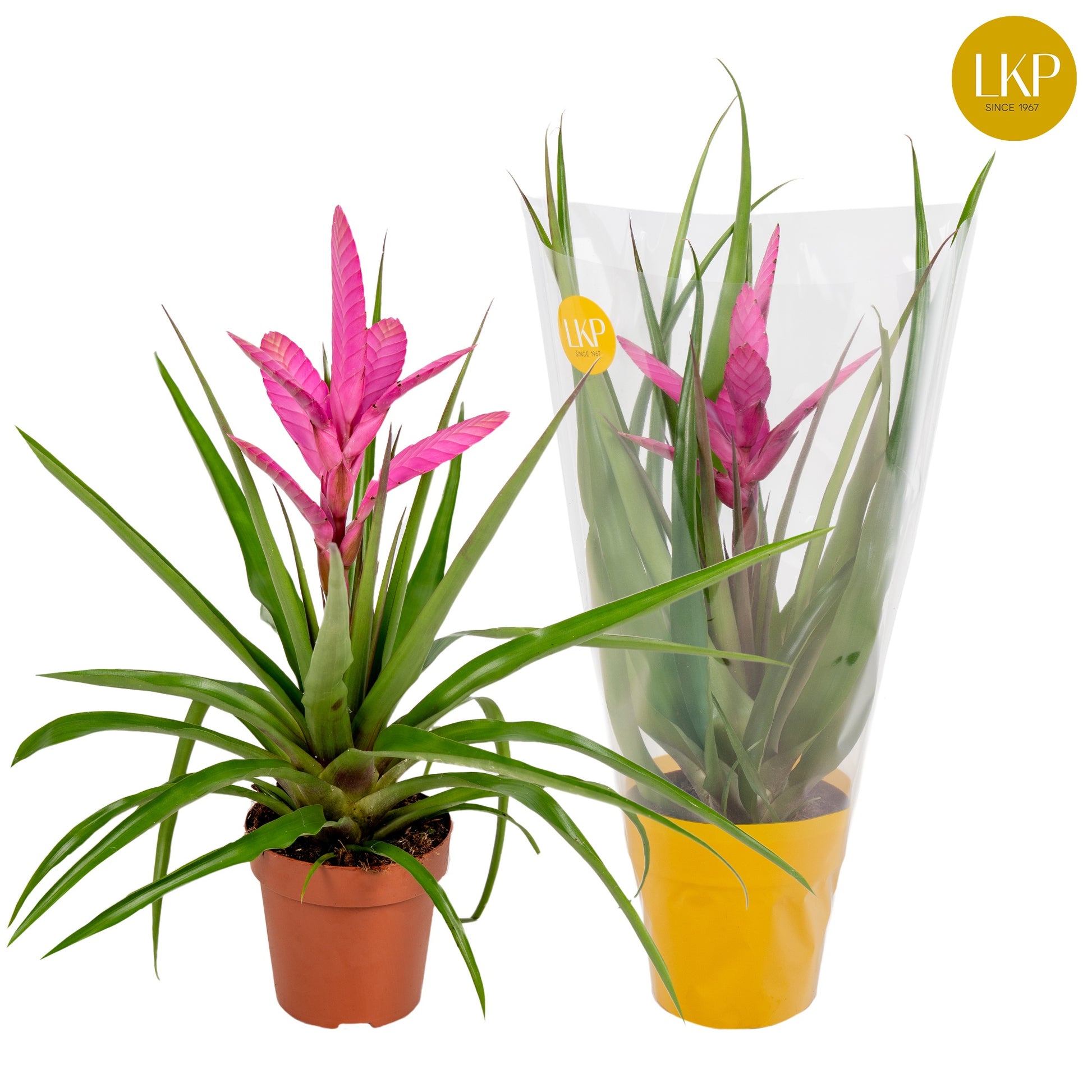 LKP plants Tillandsia Antonio Pack of 10