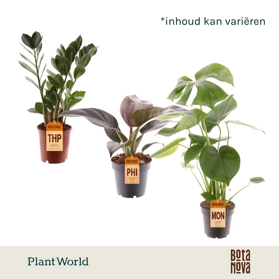 Foliage houseplants mix 30cm 12cm Pot