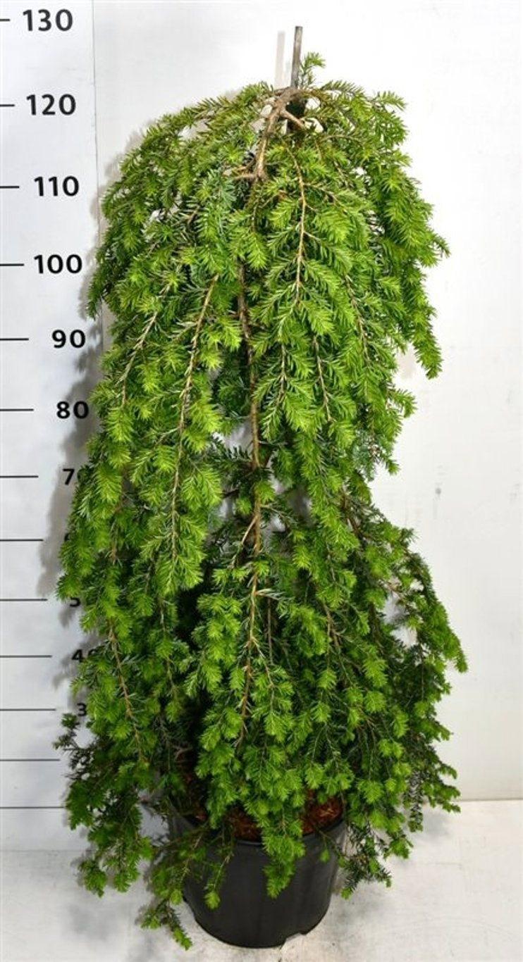 Bloemenkampen BV, Hkw. de Tsuga canadensis Pack of 1