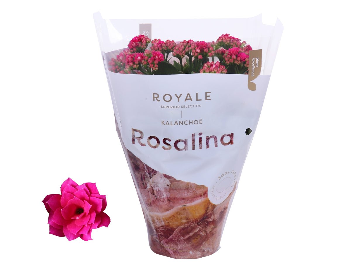 Kalanchoe Rosalina Don Victorio 27cm 12cm Pot
