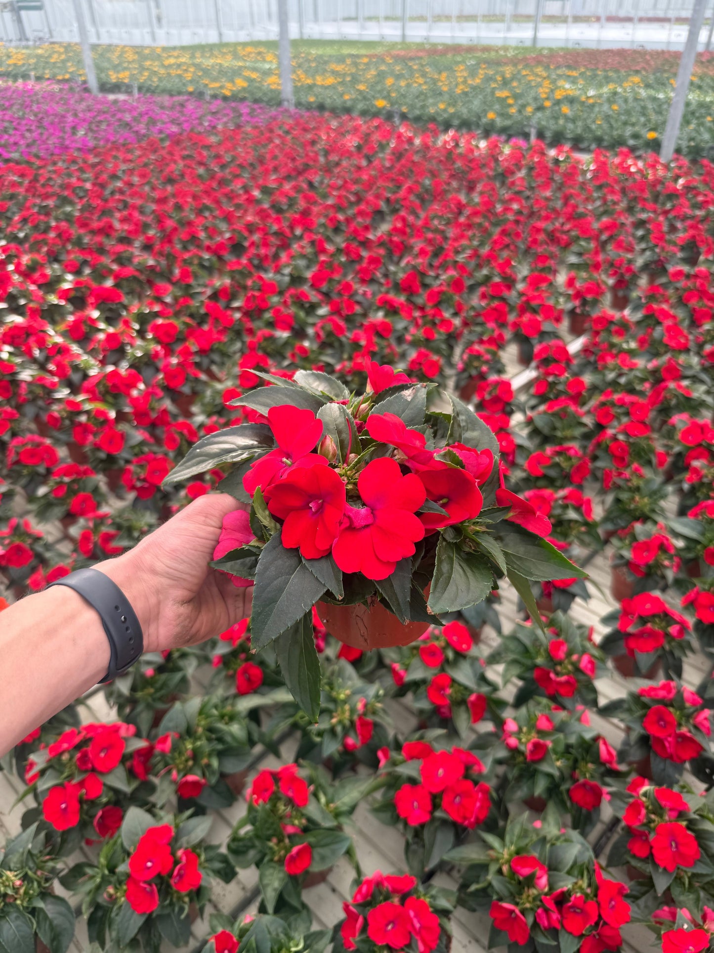 Impatiens Sunpatiens Red 25cm 13cm Pot