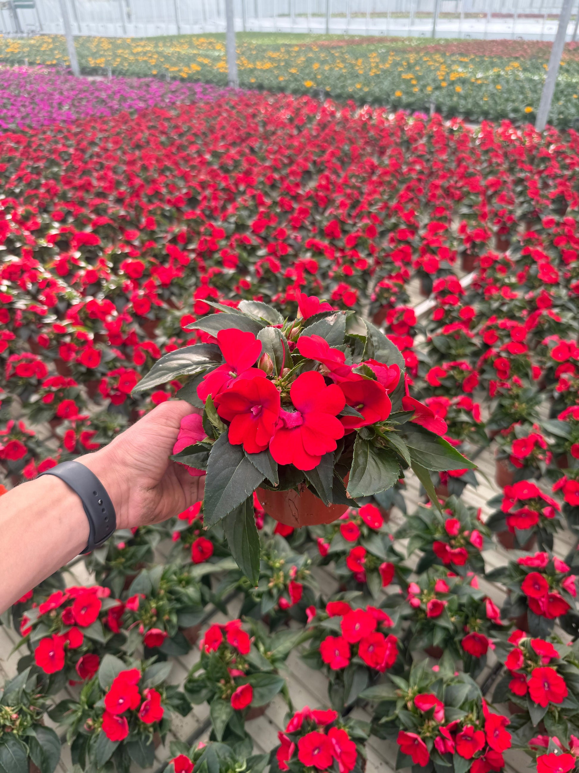 Impatiens Sunpatiens Red 25cm 13cm Pot