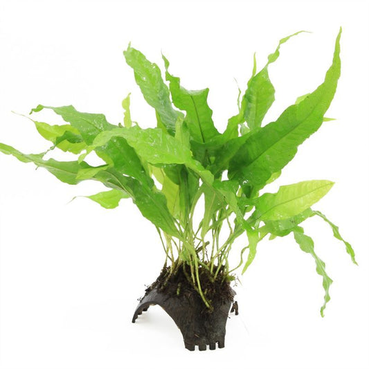 Aquarium plant mix 5cm 2cm Pot