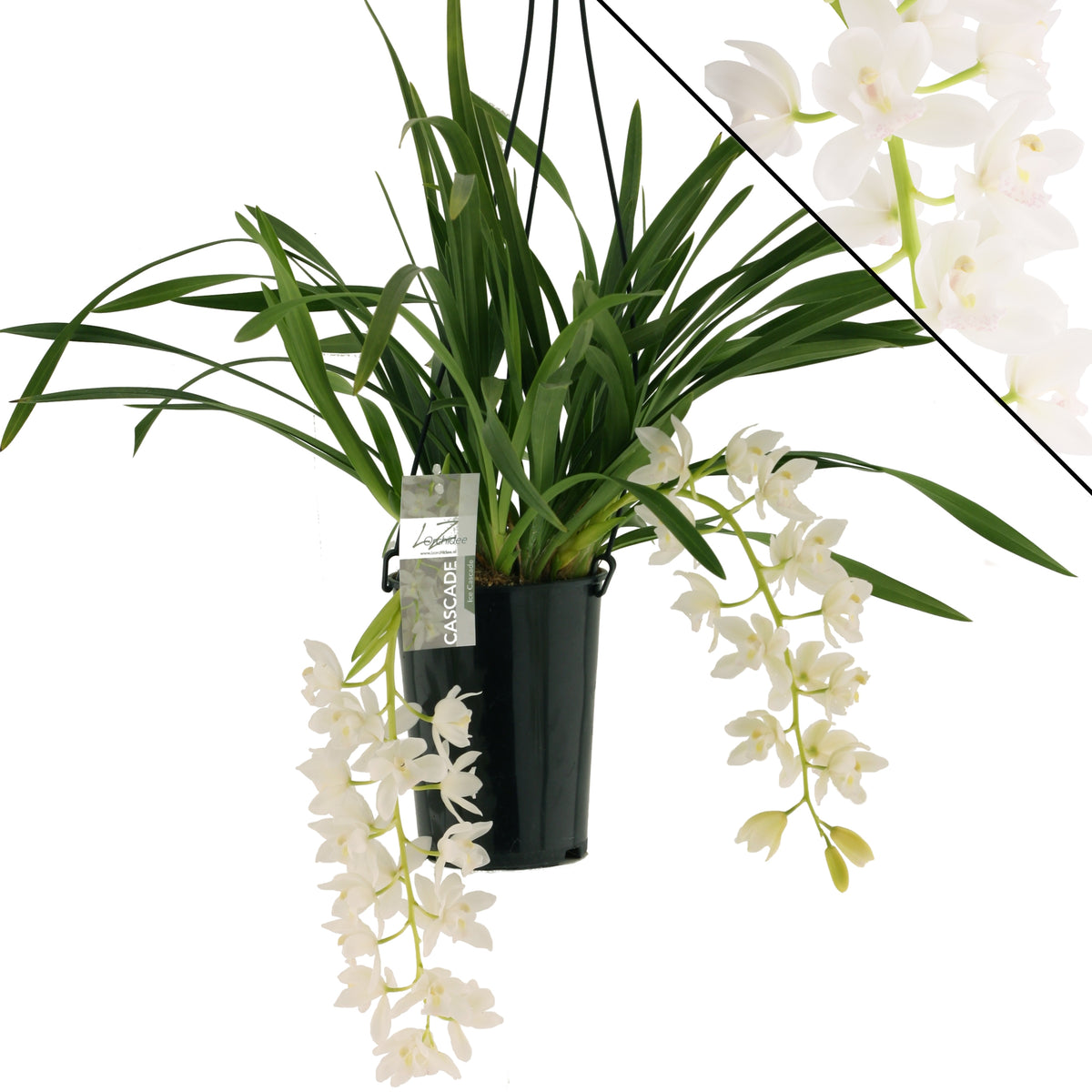 Cymbidium Ice Cascade 60cm 14cm Pot