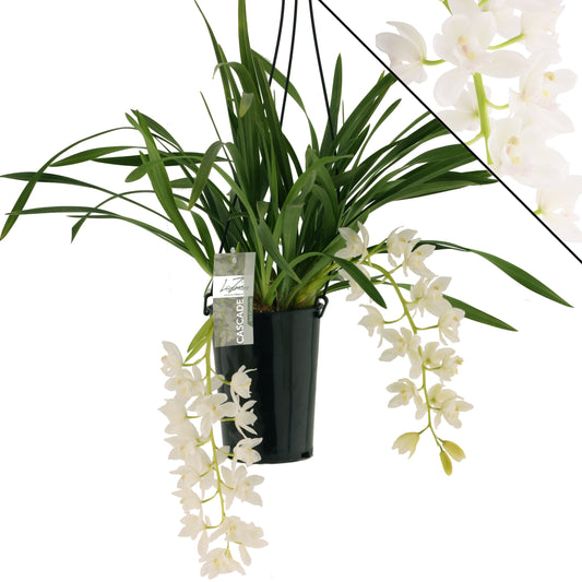Cymbidium Ice Cascade 60cm 14cm Pot