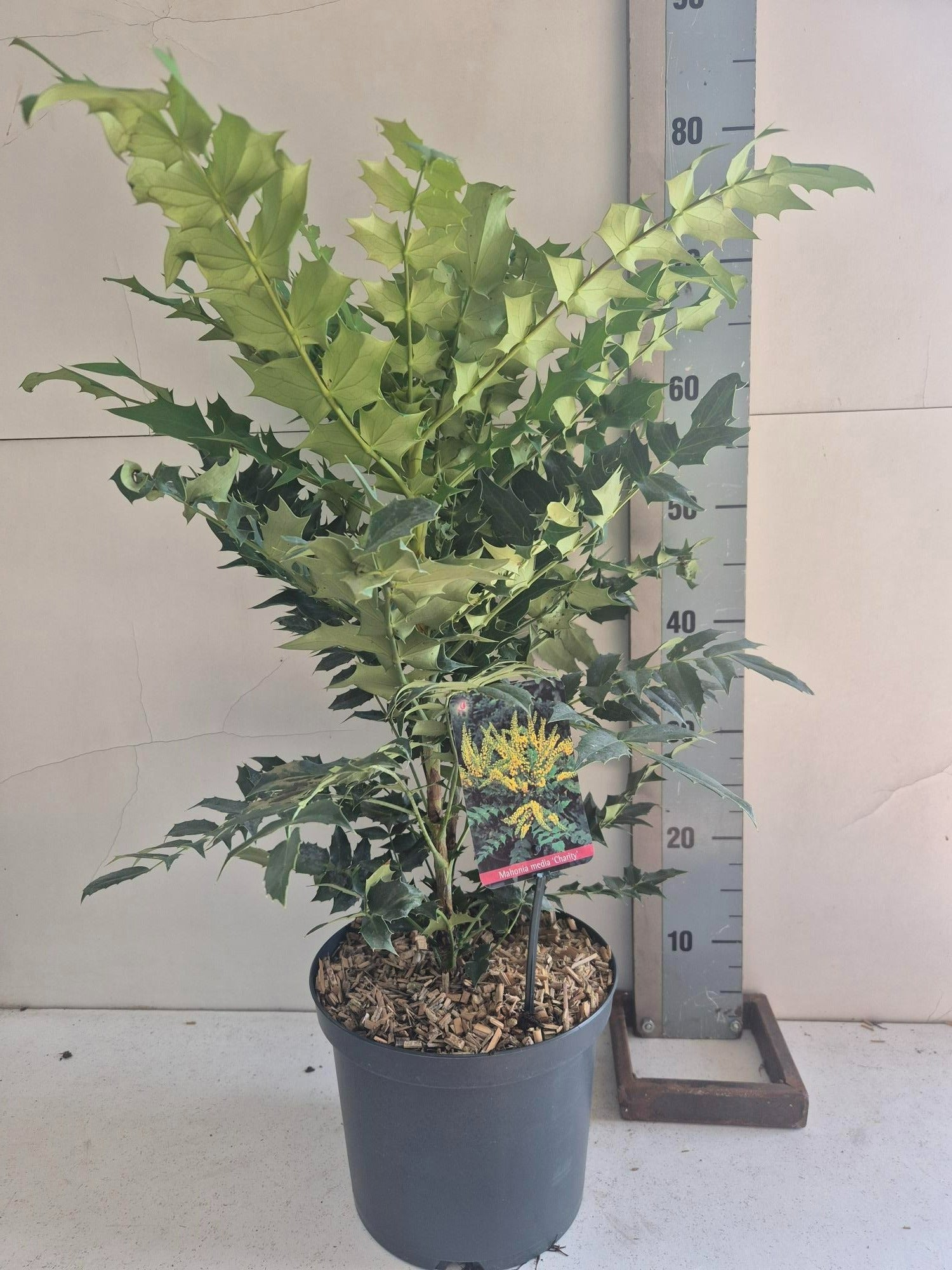 Mahonia med. Charity 50cm 23cm Pot