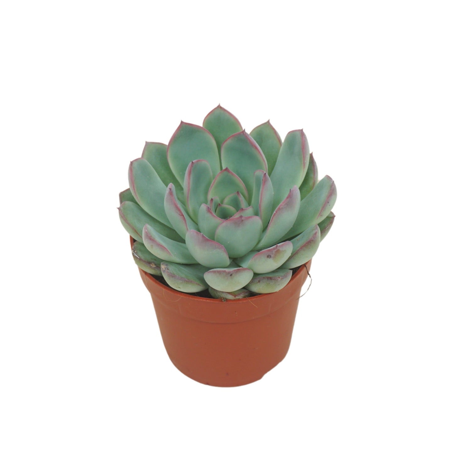 Echeveria Apus 10cm 7cm Pot