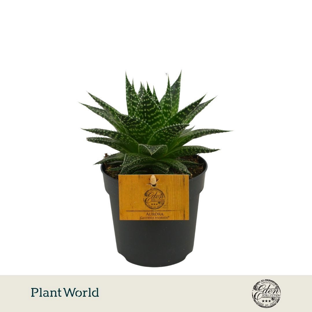 Gasteraloe Aurora 15cm 10.5cm Pot