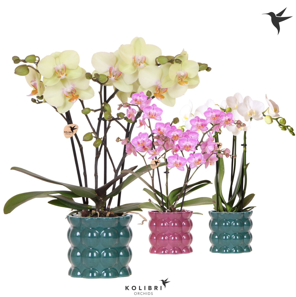 Phalaenopsis mix 40cm 9cm Pot