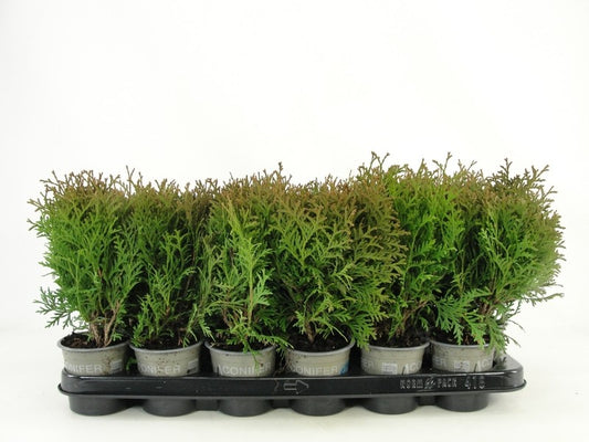 Thuja occidentalis Little Giant 20cm 9cm Pot