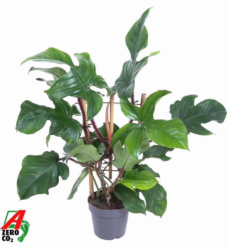 Ammerlaan Green Innovator Philodendron Red Wonder Pack of 1