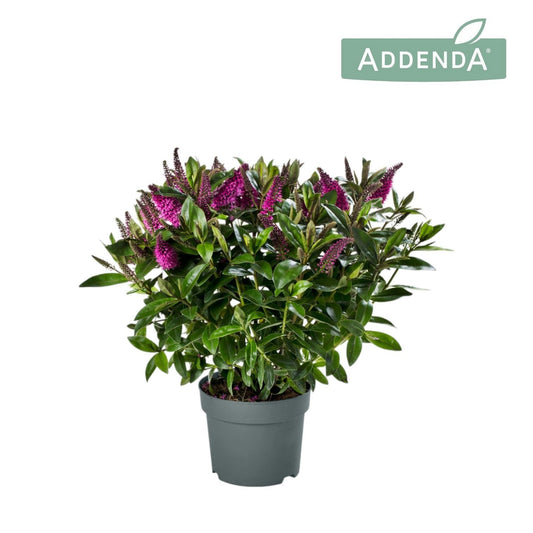 Hebe Hebedonna Nikka 50cm 17cm Pot