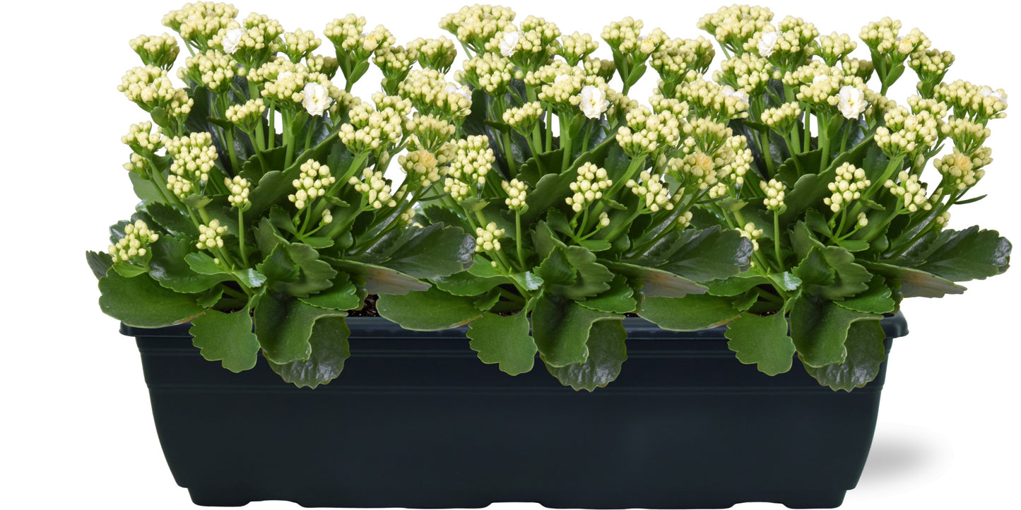 Kalanchoe Perfecta White 25cm 40cm Pot