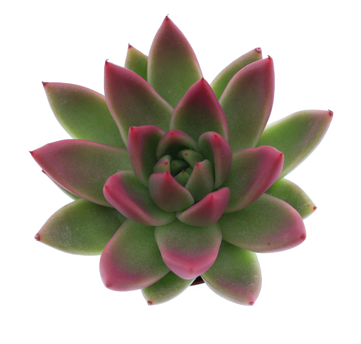 Miranda tips bordeaux red 8cm 6cm Pot